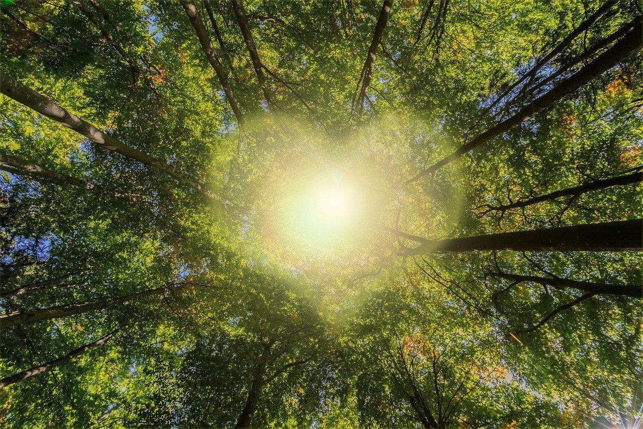 image arbre soleil