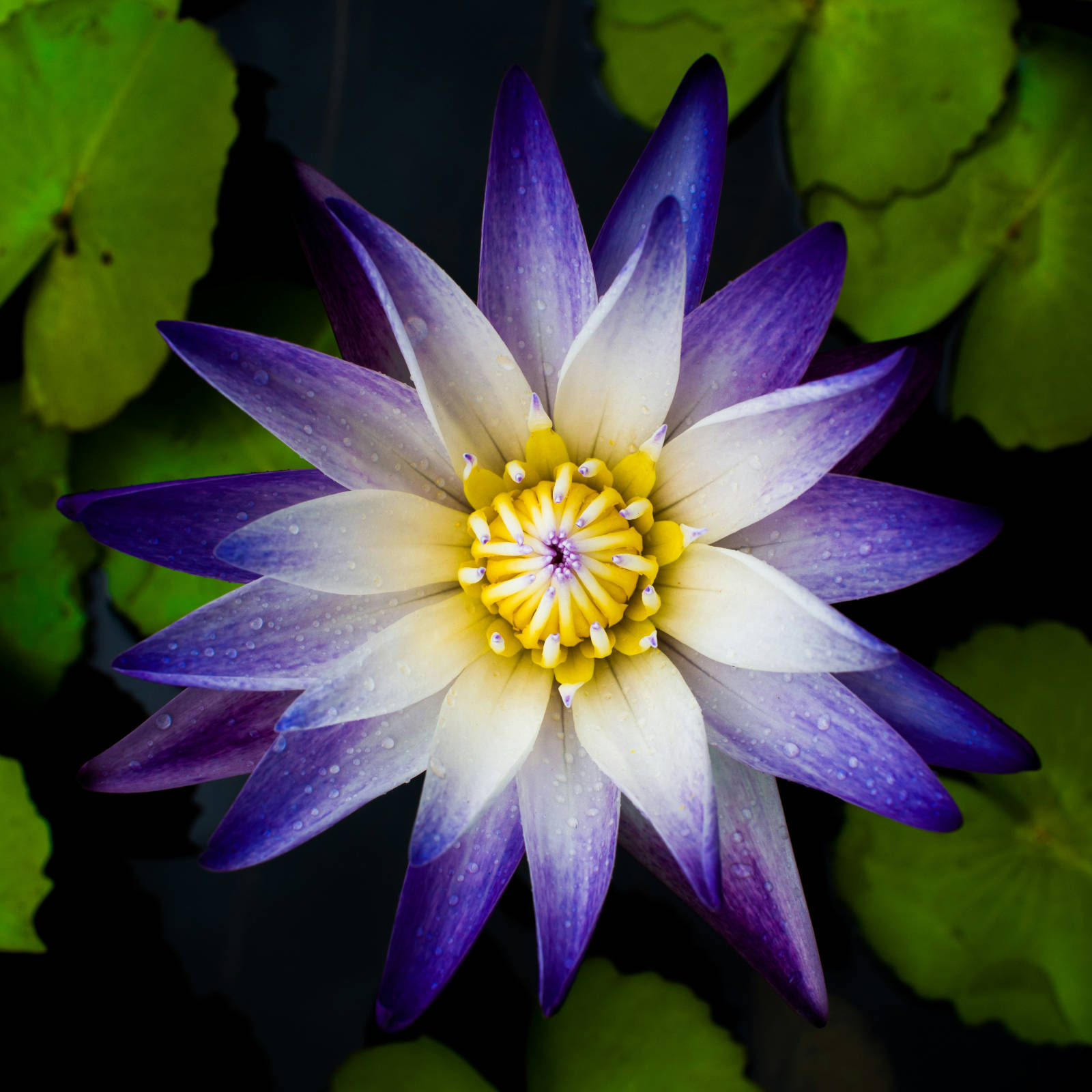 image lotus